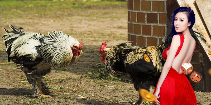 Không thể bỏ qua những kèo cược cho tỷ lệ thưởng lớn