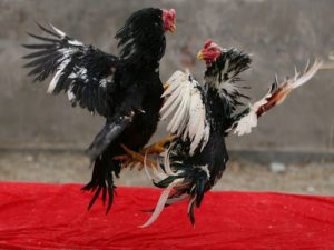 98win cách chọn gà chọi