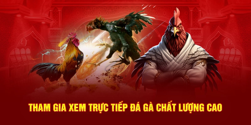 Tham gia xem trực tiếp đá gà chất lượng cao